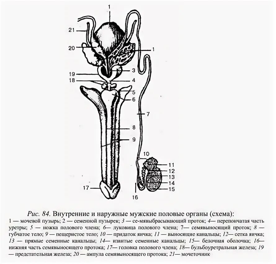 Схема строения мужской половой системы. Наружные половые органы мужчины анатомия. Мужская половая система схема. Внутренне строение мужской половой системы схема.