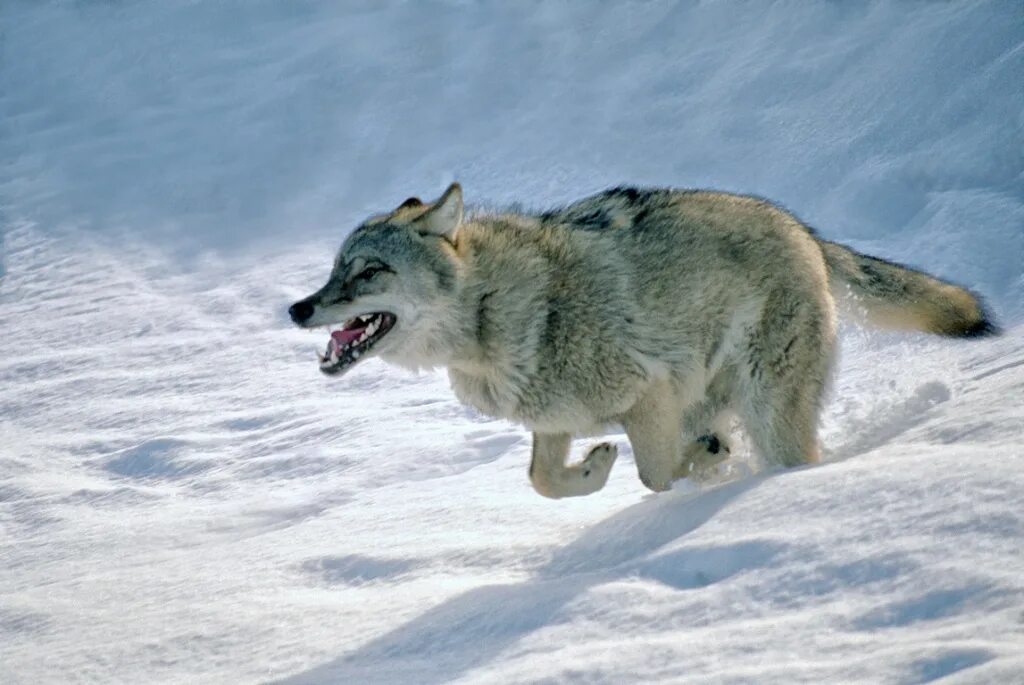 Златист чакал Canis aureus. Фотограф Sergey Zlatkov
