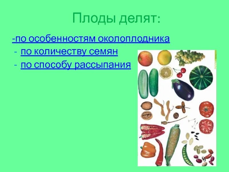 Плод 6 класс биология презентация пономарева. Плоды по способу рассыпания. типы плодов по способу рассыпания. презентация плоды 6 класс. плоды по способу рассыпания таблица.
