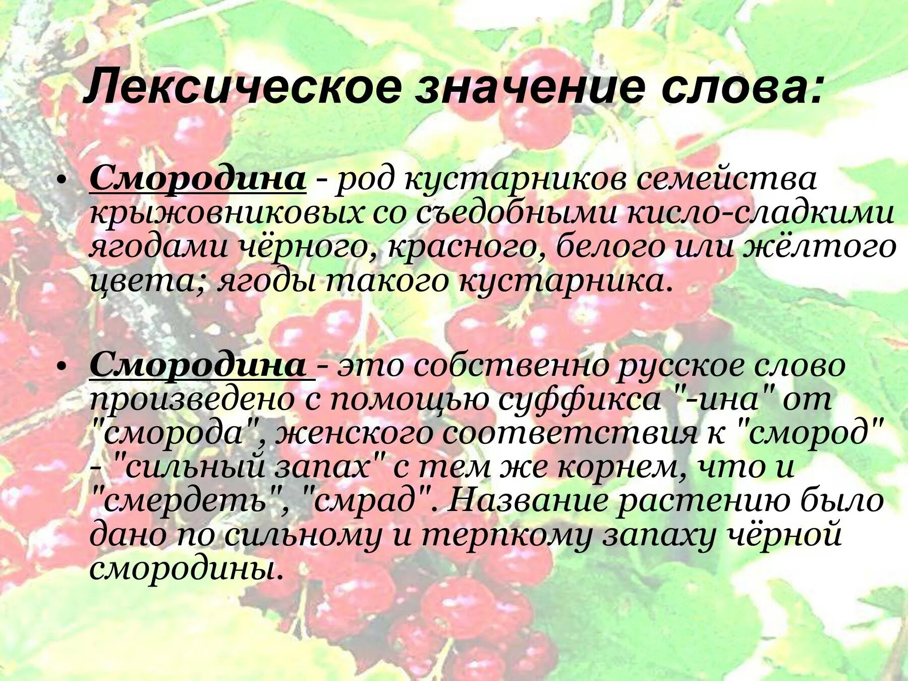 Лексическое значение слова смотришь. Слово смородина. Смородина лексическое значение. Черная смородина значение. Род смородина.