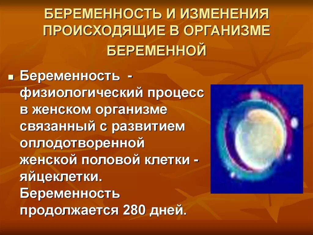 Физиологические изменения беременной