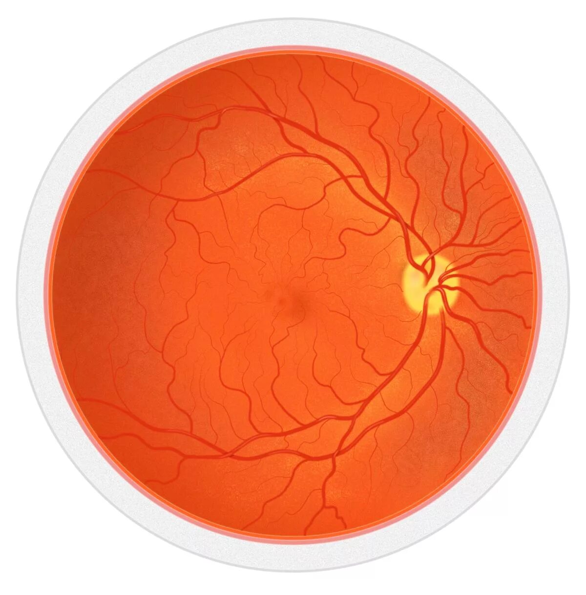 Фовеа находится в сетчатке в середине. Фовеа находится в сетчатке в середине. Фовеа находится в сетчатке в середине. Фовеа глаза. Фовеа находится в сетчатке в середине.