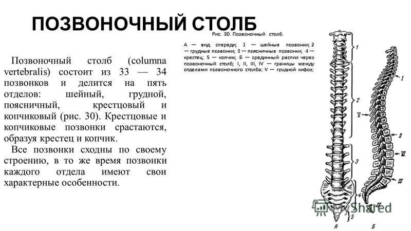 Какие отделы позвоночника срослись. Позвоночный столб. Сегменты позвоночника. Позвоночный столб презентация. Карточка Позвоночный столб.