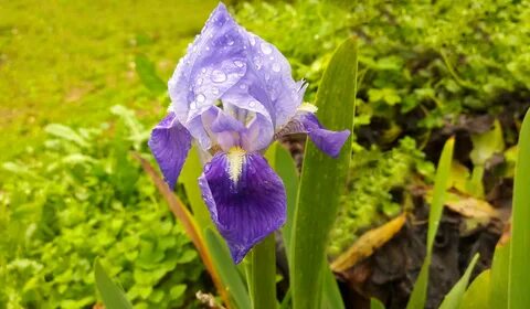 Free Download Original flower, plant, iris, flora, botany, land plant, flow...