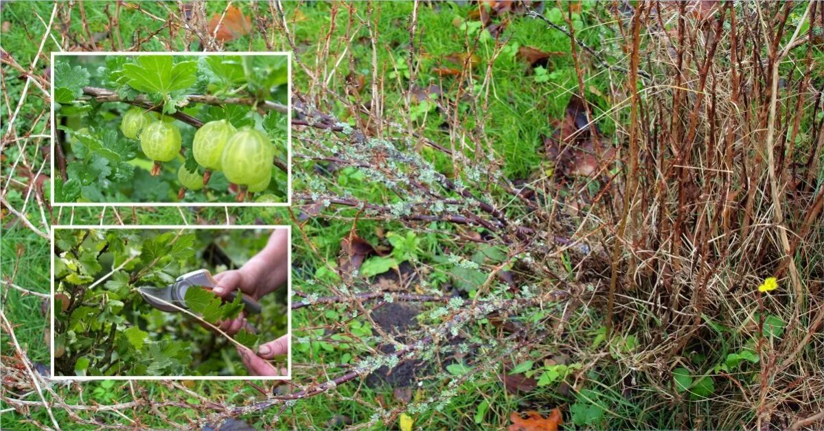 Нужно ли обрезать крыжовник. Прореженный куст крыжовника. Обрезанный куст крыжовника. Прикорневые побеги крыжовника. Куст крыжовника осенью.