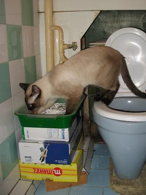 Почему жидко ходит в туалет. Кот ходит в туалет. Котенок в унитазе. Коты ходят в туалет. Ходить в туалет по маленькому.