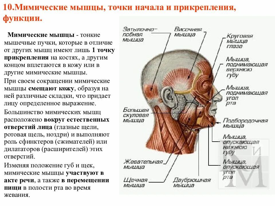 Начало прикрепление функции мышц. Мышцы головы мимические мышцы. Мимические мышцы головы таблица. Особенности прикрепления мимических мышц.