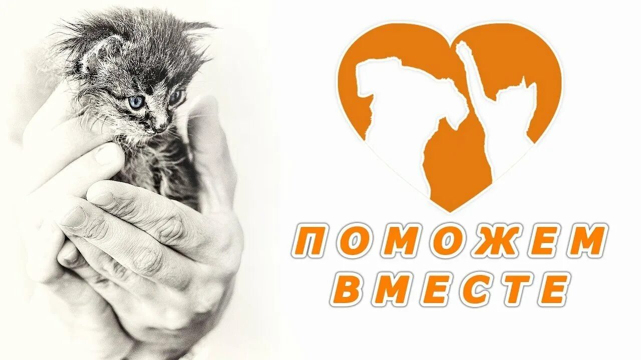Чит помощь животным. Поможем животным вместе. поможем бездомным животным вместе. помогать животным. акция поможем бездомным животным.