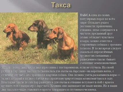 Собака доклад 2 класс