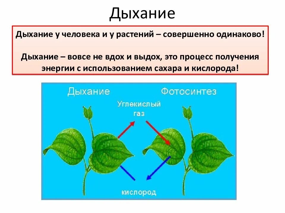 Дыхание растений. Процесс дыхания растений. Схема процесса дыхания растения. Дыхательные органы растений.