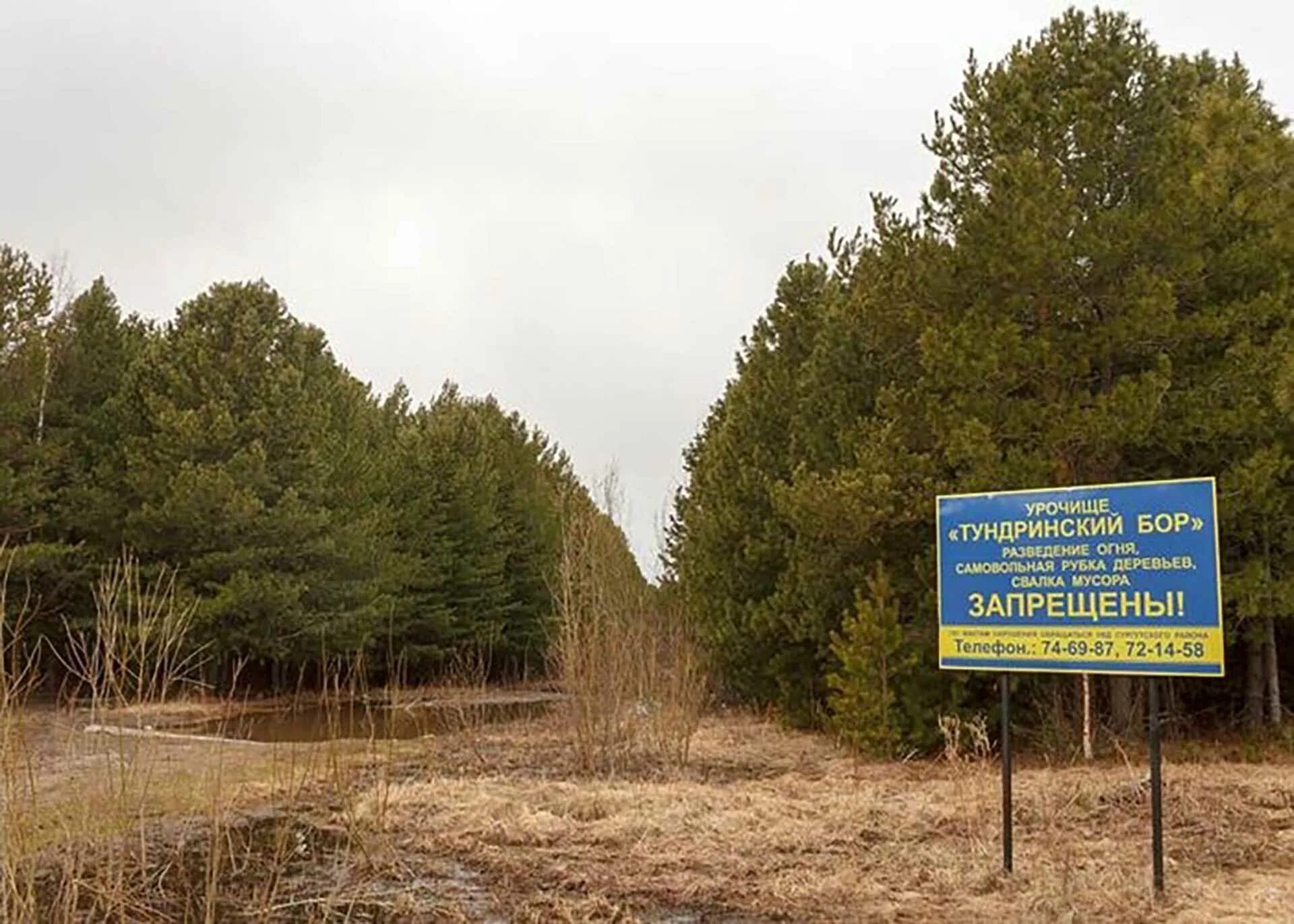 Памятники природы тюменской области. Реполовский Кедровый Бор. Кедровый Бор в Тундрино. Реполовский Бор ХМАО. Урочище «Тундринский Кедровый Бор».