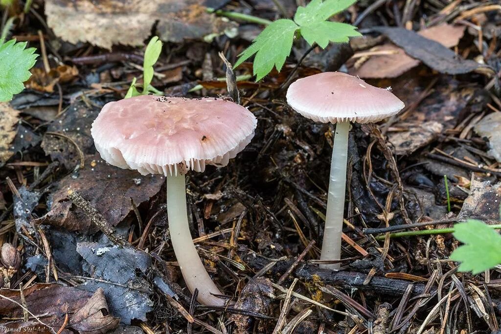 гриб розового цвета. гриб розового цвета. мицена розовая mycena rosea. Mycena rosea грибы. вешенка фламинго.