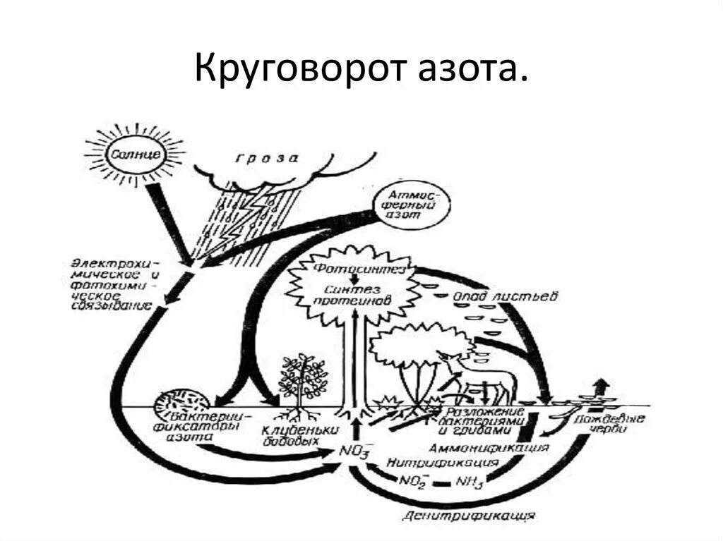 Биологический круговорот азота. Круговорот азота круговорот. Круговорот веществ азота схема. Круговорот азота в природе схема.