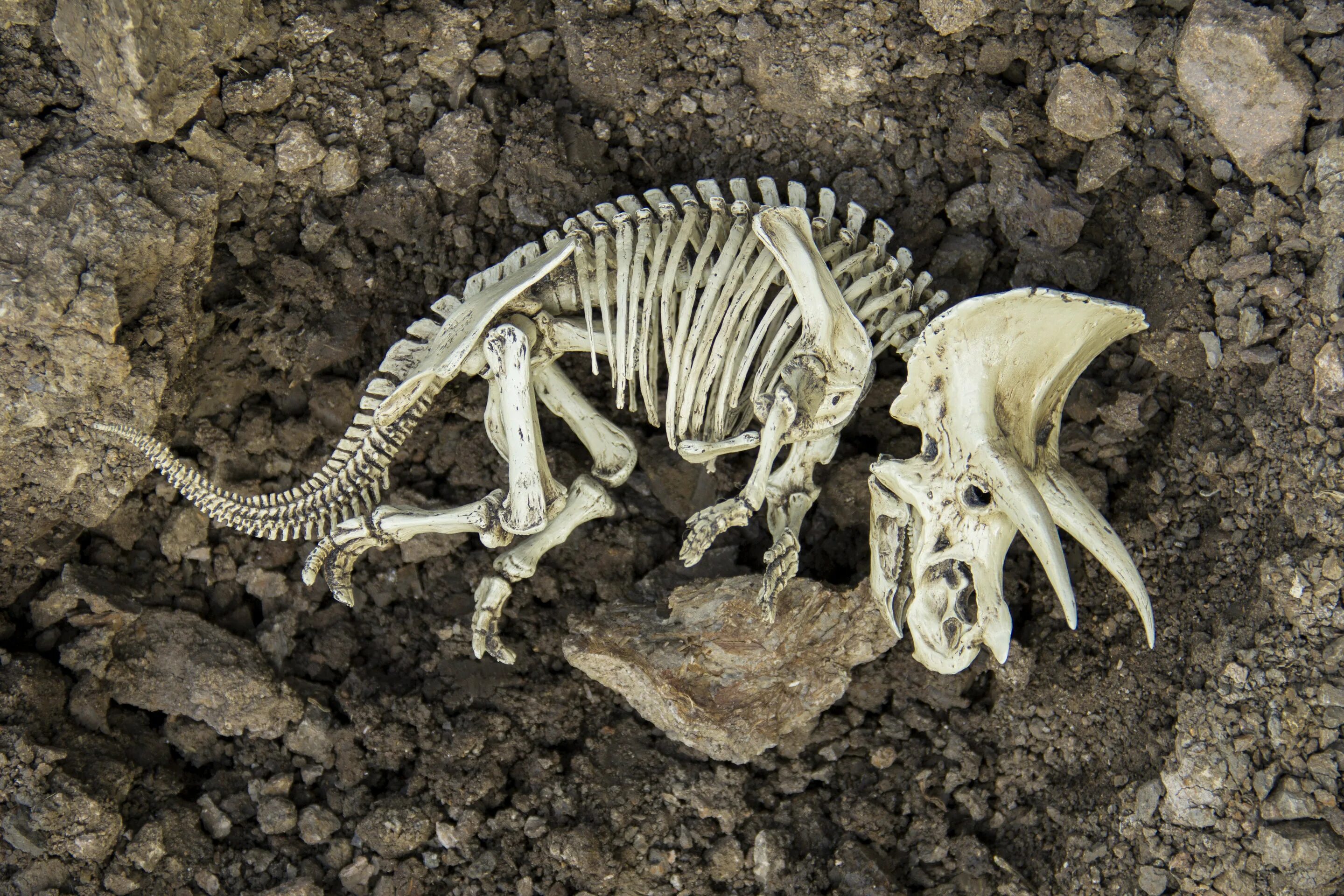 Скелеты древних животных. Окаменелости динозавров. Останки динозавров. Скелет динозавра.
