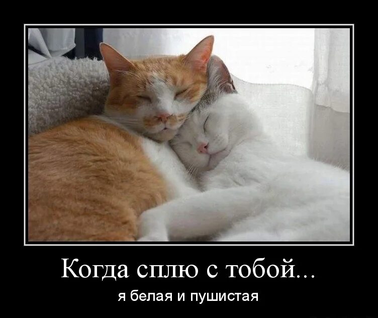 Любимый кот. Люблю котика. Спать с тобой.