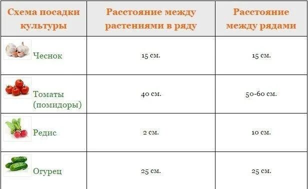 Какие отношения складываются между томатом и осотом. Схема посадки помидор в открытом грунте. Посадка томатов на каком расстоянии друг. Схема посадки томатов в открытый грунт рассадой. Схема высадки рассады помидор в открытый грунт.