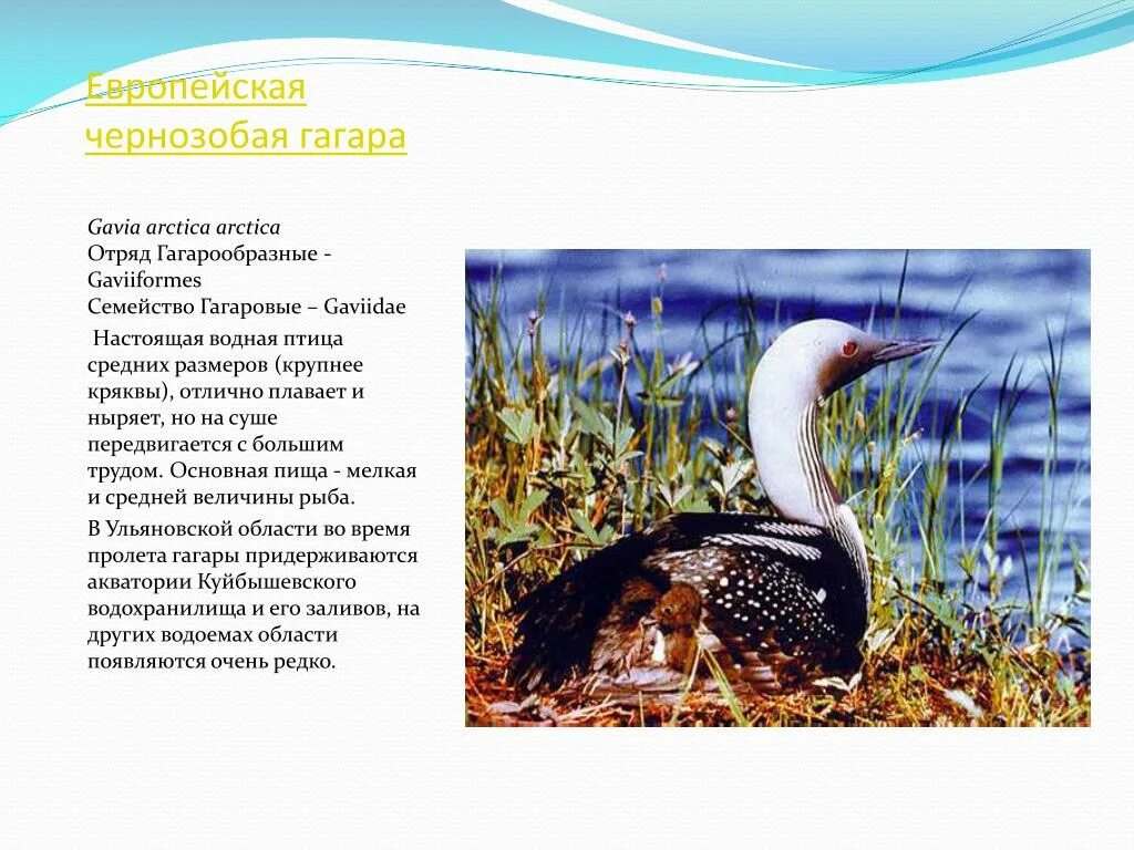 Песня гагара текст. Европейская чернозобая гагара. чернозобая гагара gavia arctica. европейская чернозобая гагара — gavia arctica arctica. чернозобая гагара сообщение.