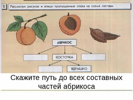 Текст абрикос