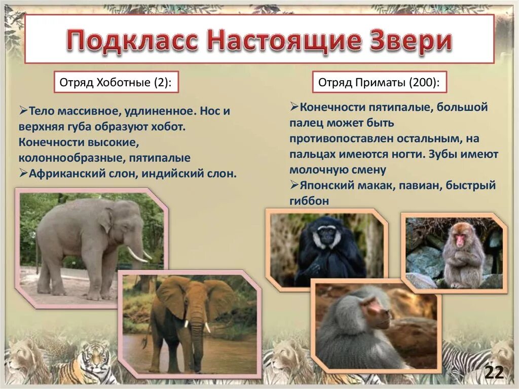 Характерные особенности животных класса млекопитающие. Подкласс настоящие звери. млекопитающие представители. отряды настоящих зверей. класс млекопитающие подкласс настоящие звери.