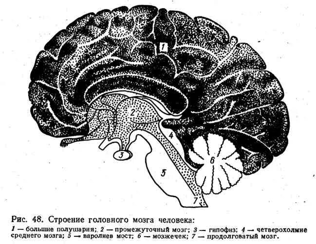 Рассмотрите рисунок с изображением мозга человека. Структуры головного мозга. Строение головного мозга. Строение головного мозга человека. Головной мозг строение чб.