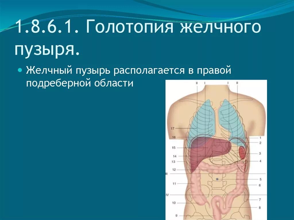 Какие органы в левом подреберье