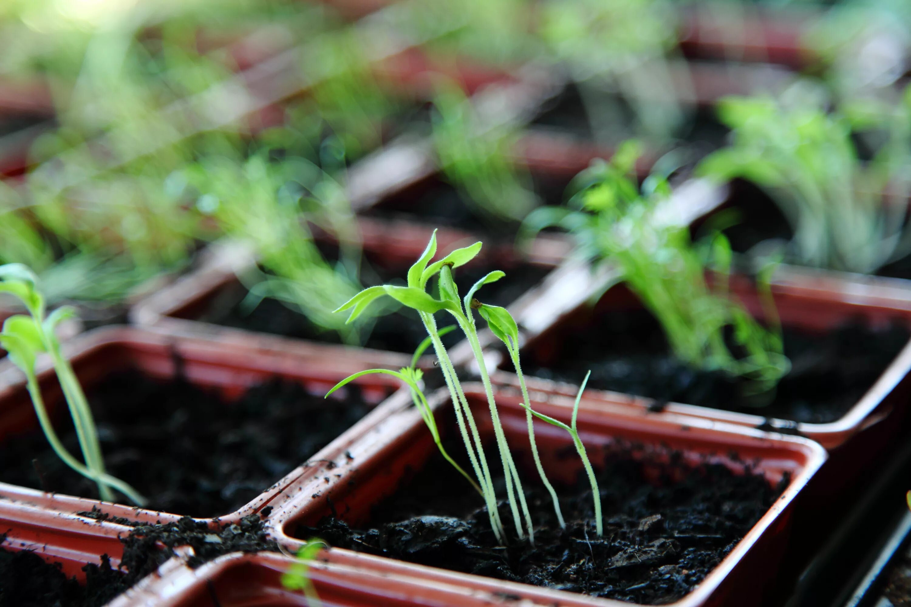 Если всходы помидор сильно вытянулась что делать. Seedling «рассада». Рассада вытянулась. Вытянутая рассада томатов. Тонкая рассада.