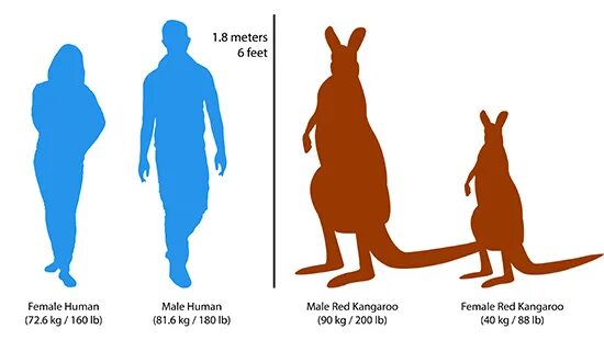 Исполинский кенгуру тип развития. Кенгуру сравнение с человеком. Кенгуру Размеры. Рост кенгуру. Размеры кенгуру с человеком.