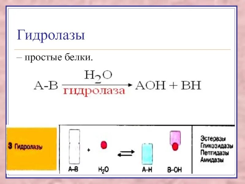 Основные подклассы гидролаз. Схема реакции гидролазы. Гидролазы ферменты. Химические реакции с гидролазами.