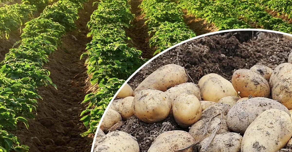 Выращивание картофеля домашних условиях. Картошка в июне. Первый картофель. Агротехника картофеля. Картофель Санте.