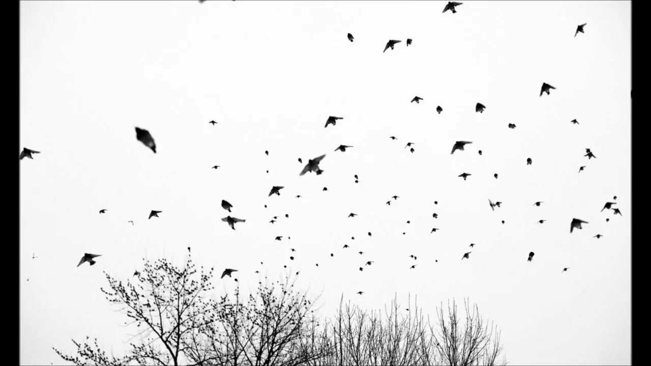 Стая черных птиц. Стая птиц. Много птиц. Много птиц черных. Много птиц в небе.