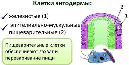 Какую функцию выполняет пищеварительная клетка