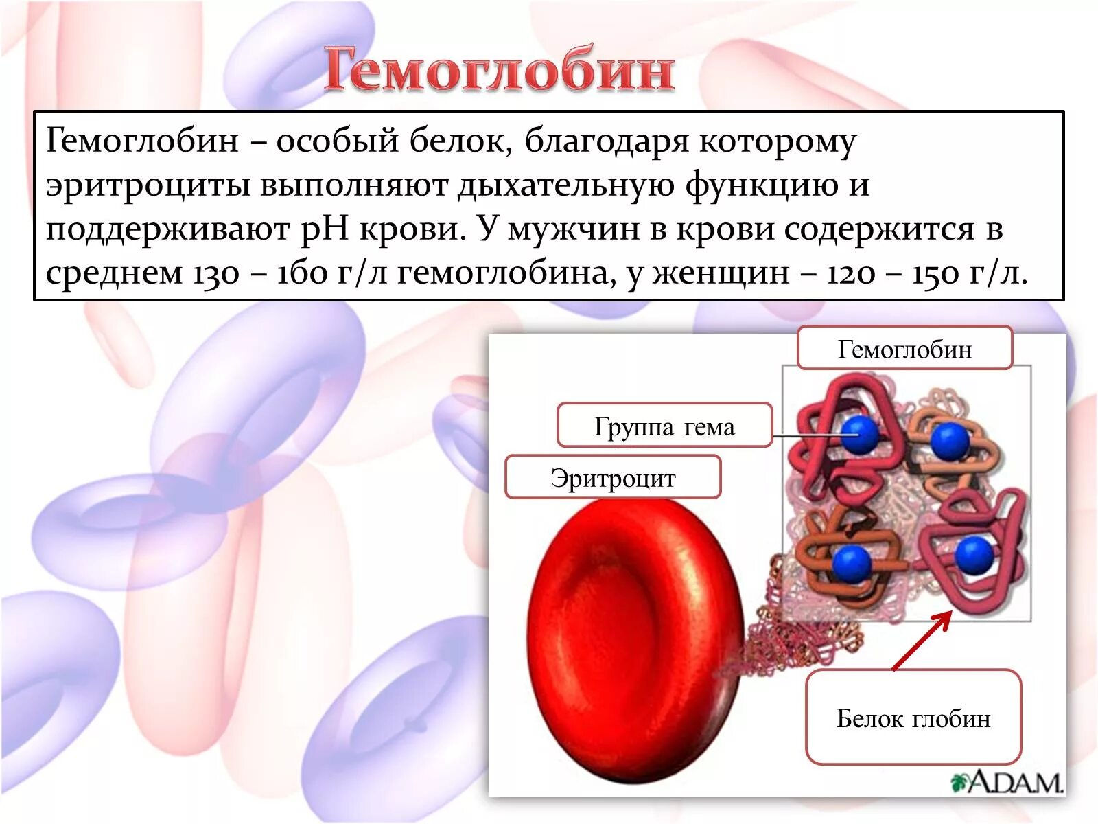 Гемоглобин какая ткань. Уровни гемоглобина схема. Строение эритроцита и гемоглобина. Функции гемоглобина в крови человека. Строение клетки гемоглобина.