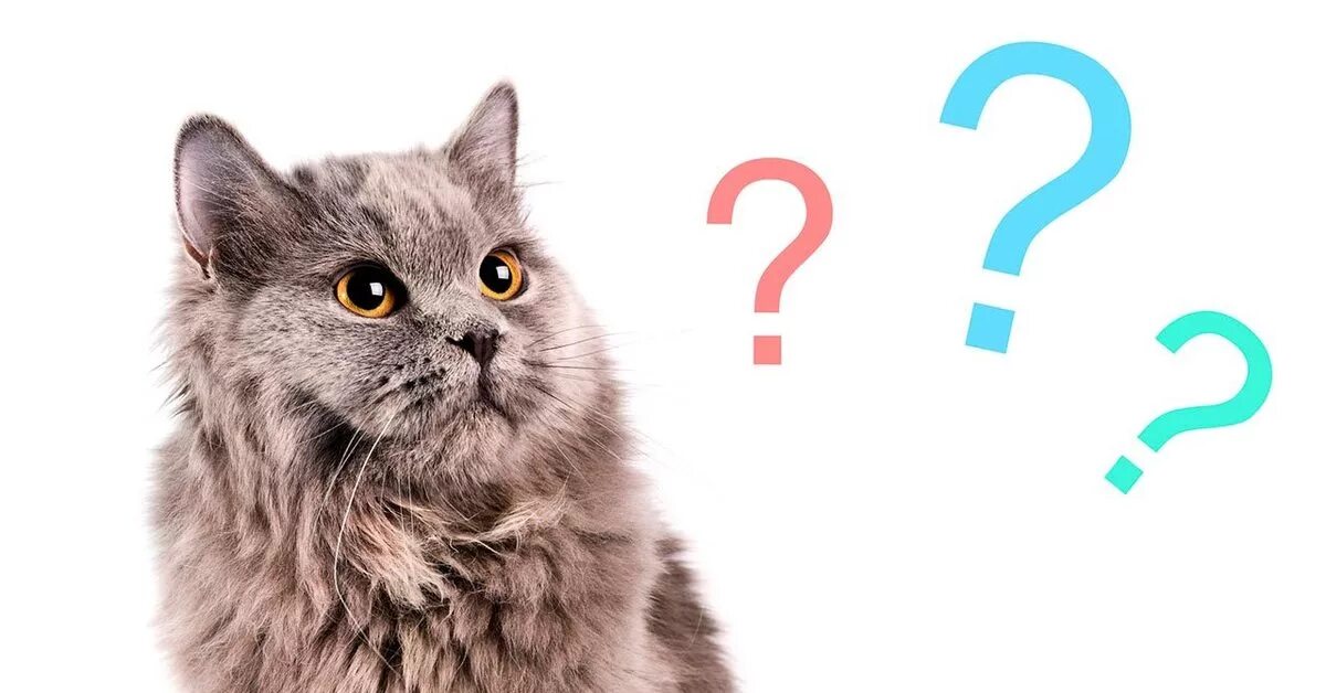 10 вопросов коту. Кот с вопросительным знаком. Вопросы про кошек. Котенок со знаком вопроса. Котик спрашивает.