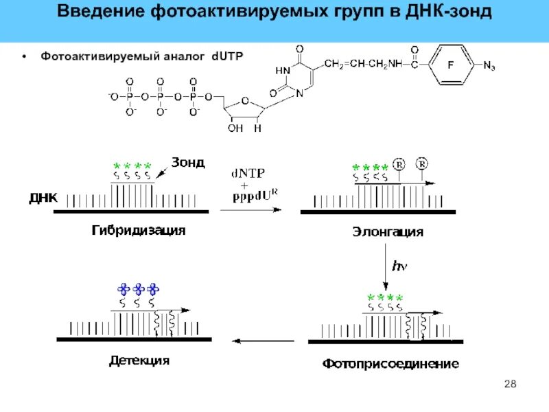 Днк зонд. Метод гибридизации нуклеиновых кислот. Метод ДНК зондов. ДНК зонды микробиология.