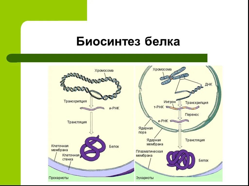 Биосинтез белка биология 10. Биосинтез белка. Схема транскрипции и трансляции. Синтез белка. Транскрипция Биосинтез белка.