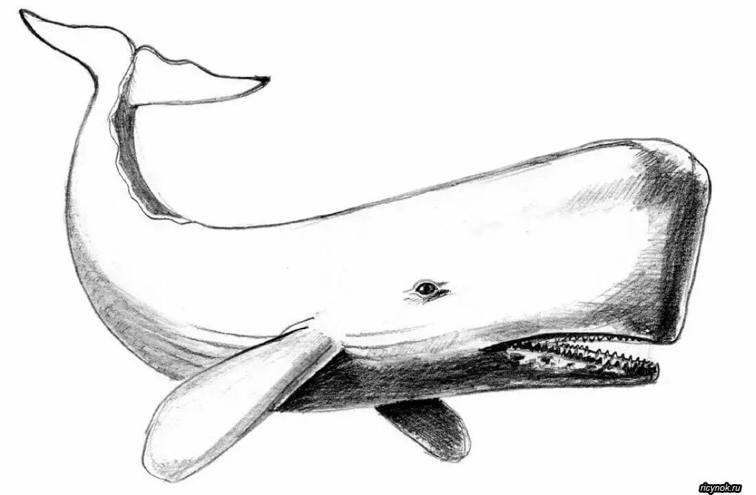 Киты рисунок карандашом для детей. Кашалот раскраска. кит рисунок. кит карандашом. рисунок кита карандашом для срисовки.