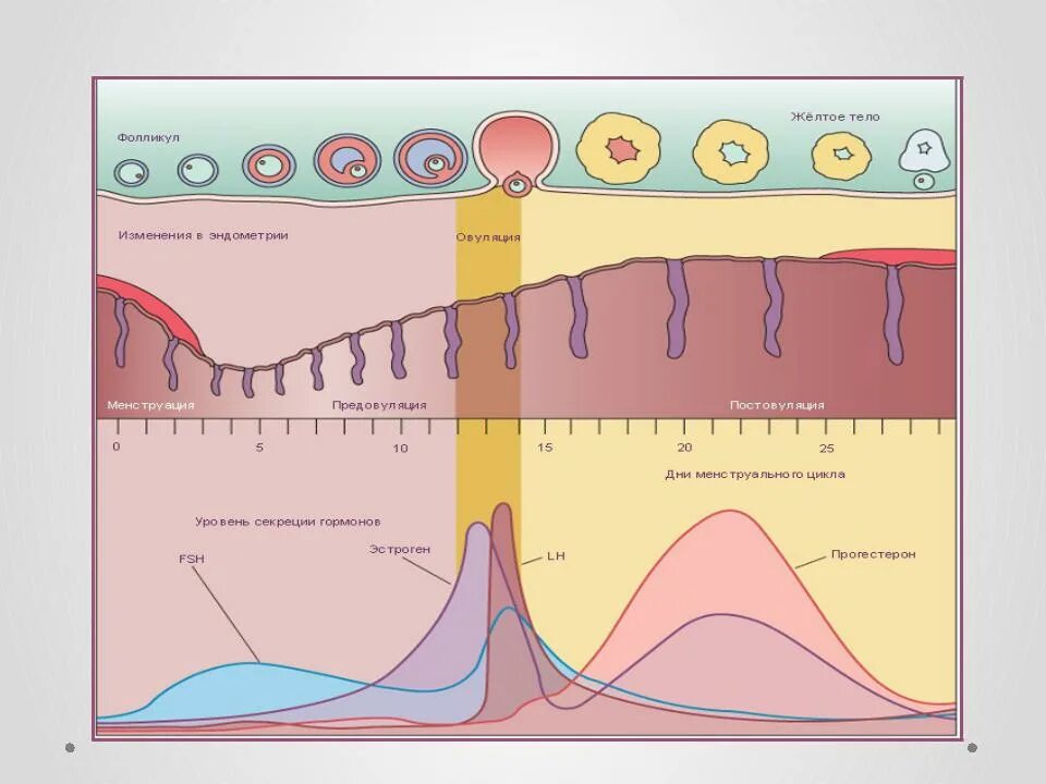 Цикл менструационного цикла. Менструальный цикл рисунок. Менструальный цикл схема. Овариально-менструальный цикл (схема). Овуляция 32 цикл
