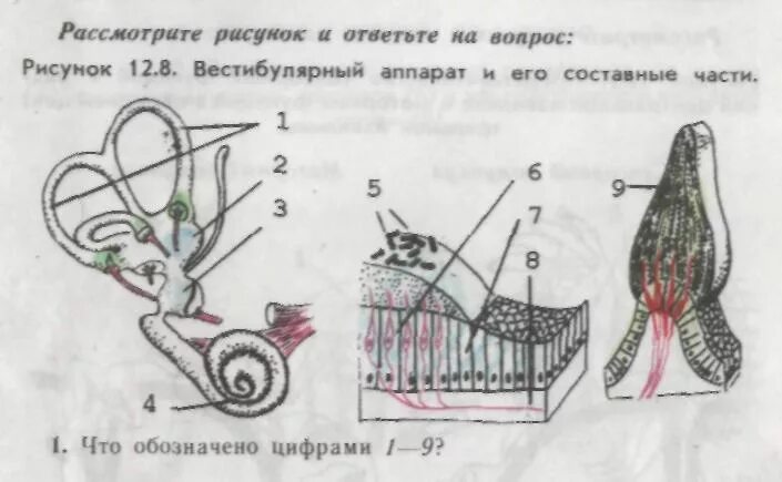 Работа вестибулярного аппарата биология 8 класс. Рис 88 вестибулярный аппарат. Строение вестибулярного аппарата схема. Вестибулярный аппарат строение рисунок. Вестибулярный аппарат биология.