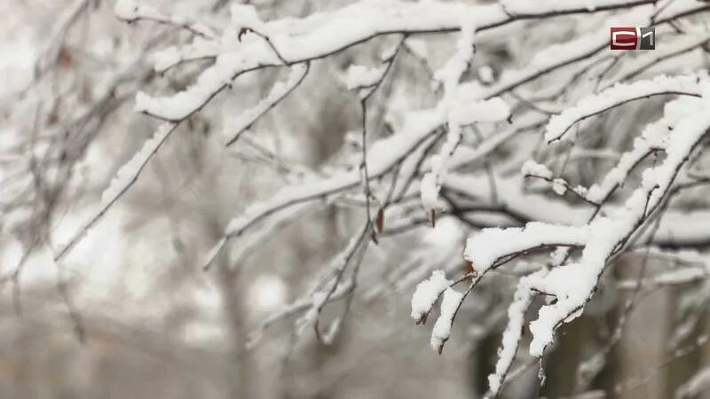 Актировка сургут сегодня 1 смена. Актировка сургут сегодня 1 смена