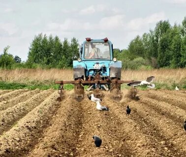 Сельскохозяйственного назначения дачное