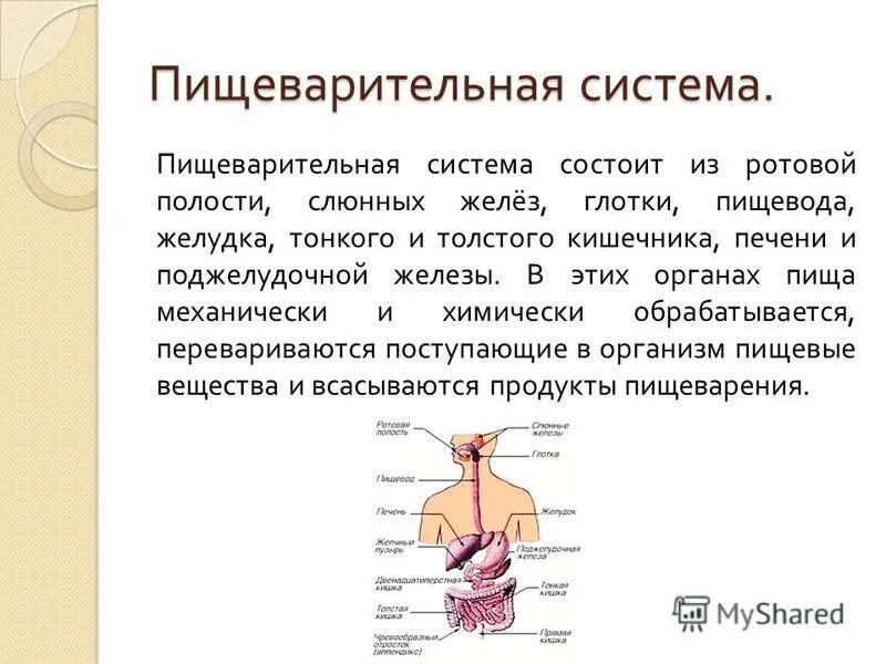 физиология пищеварительной системы желудка. физиология дыхательной системы схема. физиологические органы. физиологические органы. физиологические системы организма.