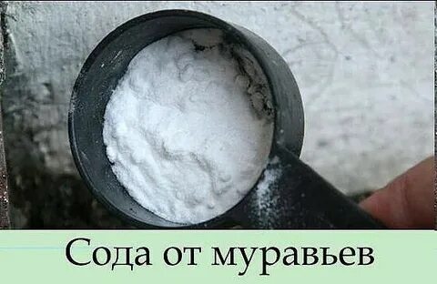 Сода от муравьев на огороде