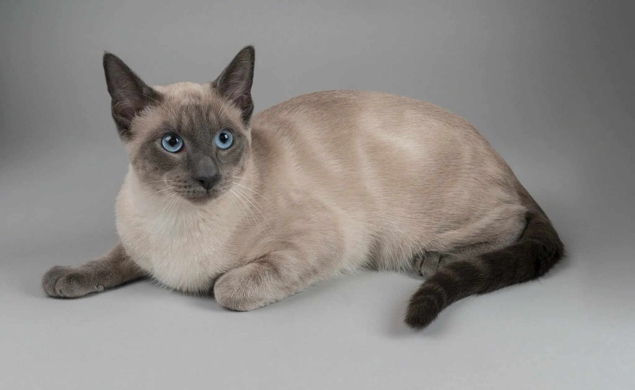 Породы сиамского окраса. Тайская короткошерстная кошка. Сиамская и тайская кошка. Блю-поинт сиамский характер. Сиамская голубая кошка.