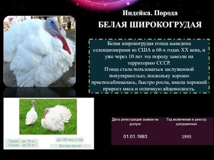 Хайбрид конвертер индюки таблица роста