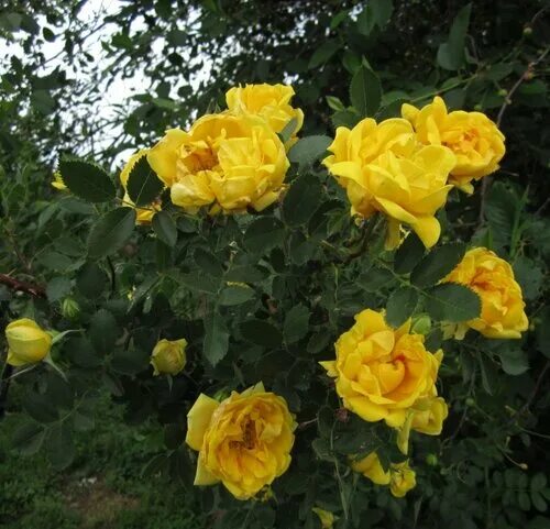 Галерея - Persian Yellow (Foetida Persiana, Jaune ancien (lutea), Jaune de Perse