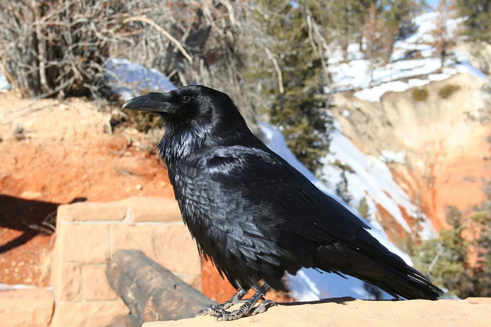 Гигантские вороны. Corvus fuscicapillus ворона. Размер ворона большого. Ручной ворон. Большой ворон.