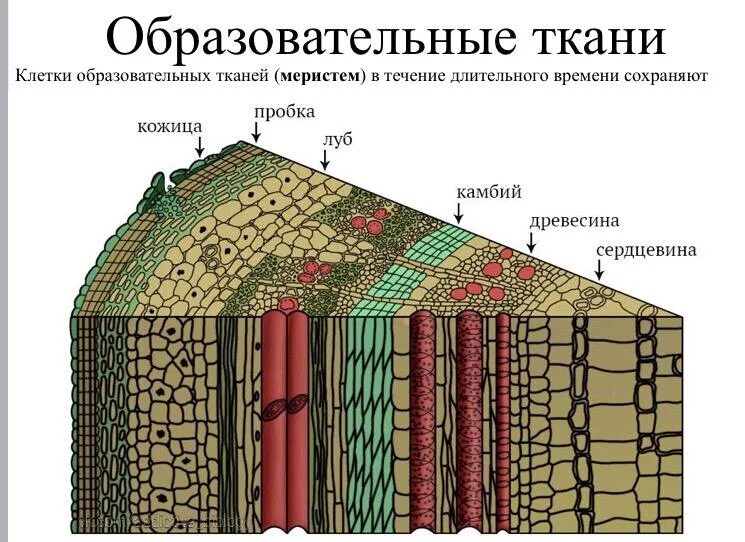 Тип ткани растения древесина. Камбий на поперечном срезе. Образовательная ткань растений камбий. Строение ткани камбий. Строение камбий стебля ткань.