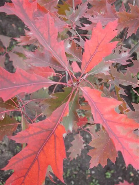 Красно черешчатый дуб. Дуб красный, Северный Quercus rubra. Дуб красный Quercus rubra. Quercus rubra (дуб красный) 'Aurea'. Дуб красный черешчатый сеянец.