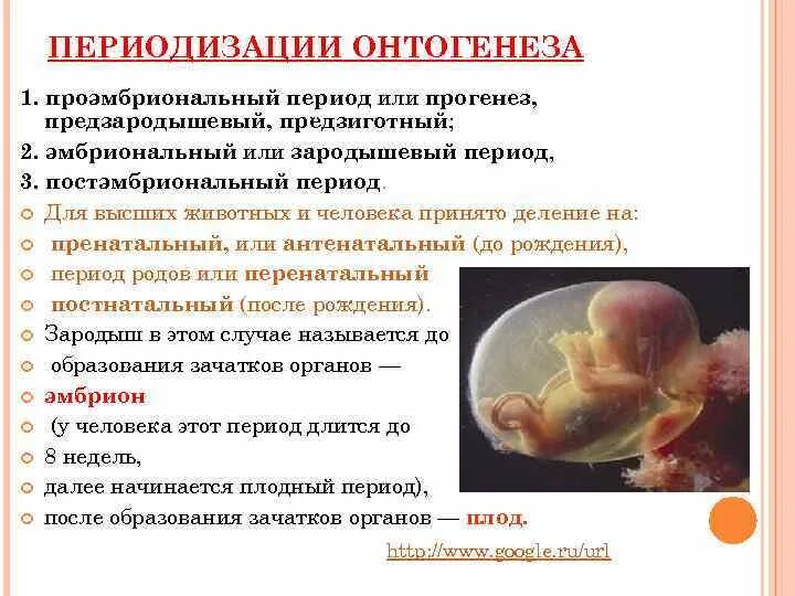 Прогенез и его биологическое значение