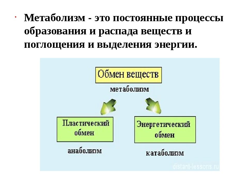 Обмен веществ метаболизм. Метаболизм это в биологии. Метаболические процессы. Что такое метаболизм простыми словами. Образование слова обмен